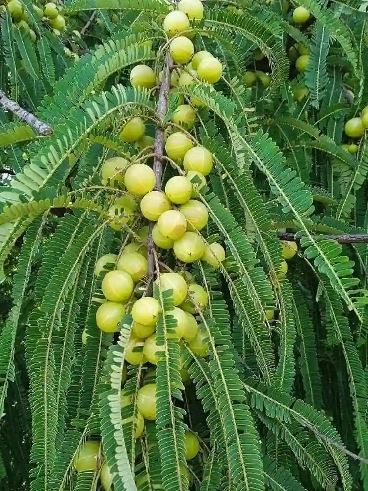 Amla NA7 Plant